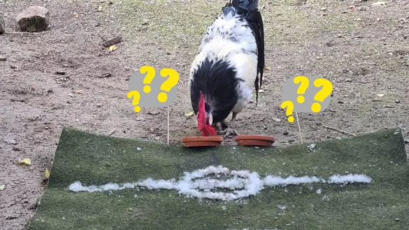 Hahn "Hermann" frisst aus dem mutma&szlig;lichen Sieger Topf. Wen hat das lippische EM-Orakel zum Sieger gek&uuml;rt? - &copy; Umweltzentrum Heerser M&uuml;hle