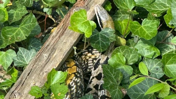 Diese Schlange r&auml;kelte sich in einem Garten in Bentrup-Lo&szlig;bruch. - &copy; Feuerwehr Detmold/Christopher Rieks