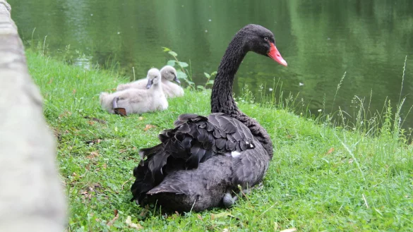 Einer der Trauerschw&auml;ne sitzt mit den beiden verbliebenen Jungtieren am Ufer des Schlossgrabens. Das dritte war vergangene Woche tot aufgefunden worden. - &copy; Jana Beckmann