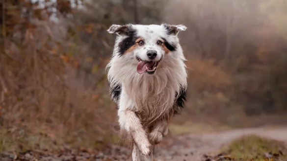 Hunde sollen von April bis Sommer nicht einfach frei im Wald laufen gelassen werden. - &copy; Symbolbild: Pixabay
