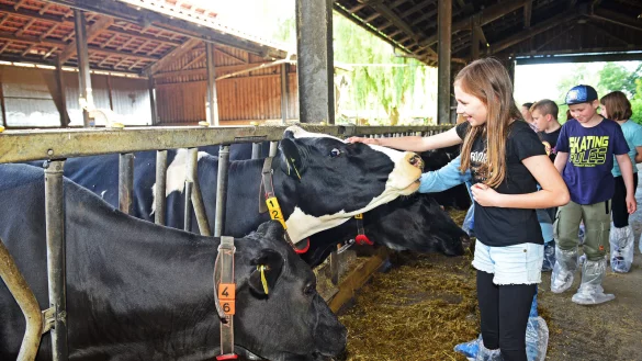 Die Streicheleinheit gef&auml;llt den Kindern und den K&uuml;hen. - &copy; Nicole Ellerbrake