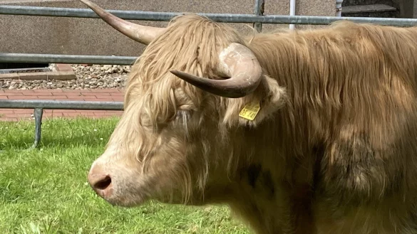 Ein schottisches Hochlandrind hat stattliche H&ouml;rner. - &copy; Matthias Bungeroth