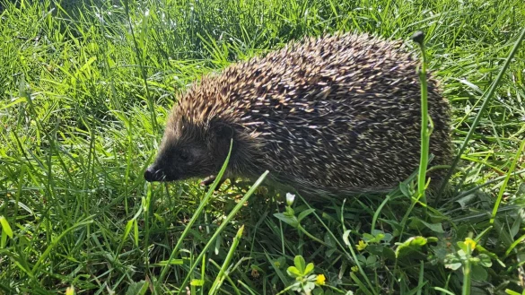 Igelm&auml;dchen Joy hat ihre Verletzungen &uuml;berstanden und kann ausgewildert werden. - &copy; Igelhilfe Regina B&auml;umer/ Mark Groundwater