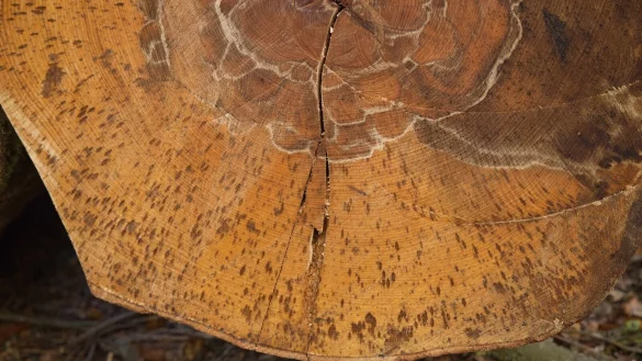 Detailblick auf einen Buchenstamm. Die schwarzen Verf&auml;rbungen in Form von Einsprengseln sind deutlich erkennbar. - &copy; LVL