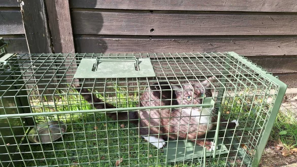 Eine gerettete Katze aus der Population in L&uuml;erdissen. - &copy; Unsere H&auml;nde f&uuml;r viele Pfoten e.V.