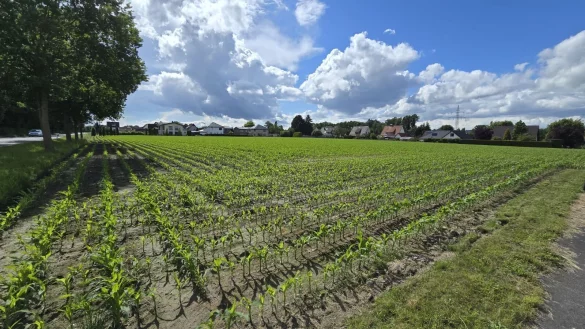 Noch wachsen hier Pflanzen, aber auf einem Teil des Feldes soll im kommenden Jahr gebaut werden. - &copy; Sascha Zierke