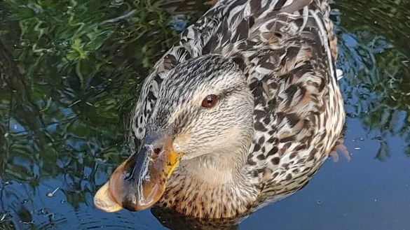 Klaus' Markenzeichen: Der schiefe Schnabel. Daran ist die Ente sofort zu erkennen. - &copy; Helma Olderdissen