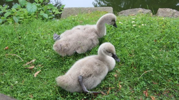 Die beiden kleinen Schw&auml;ne sind nur noch zu zweit. Das dritte Jungtier ist in der vergangenen Woche gestorben. - &copy; Jana Beckmann