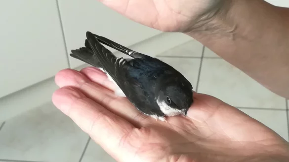 Diese kleine Mehlschwabe brauchte Hilfe - und hat sie bekommen. - &copy; Ewald Thies/NABU Leopoldsh&ouml;he