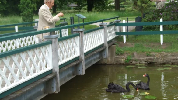 Schlossbesitzer Paul Gauselmann bei seiner t&auml;glichen Lieblingsbesch&auml;ftigung: er f&uuml;ttert seine schwarzen Schw&auml;ne am Schlossgraben in Benkhausen. - &copy; Karsten Schulz