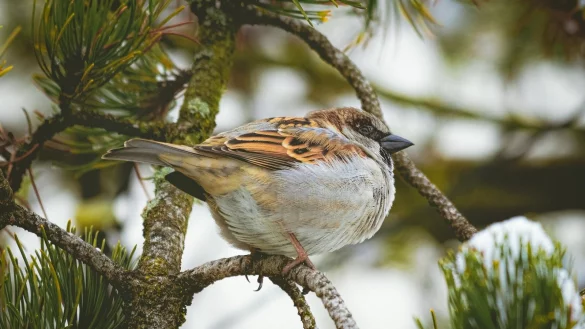 Natursch&uuml;tzerinnen und Natursch&uuml;tzer laden zur Vogel-Inventur ab Donnerstag. - &copy; Symbolbild/Pixabay