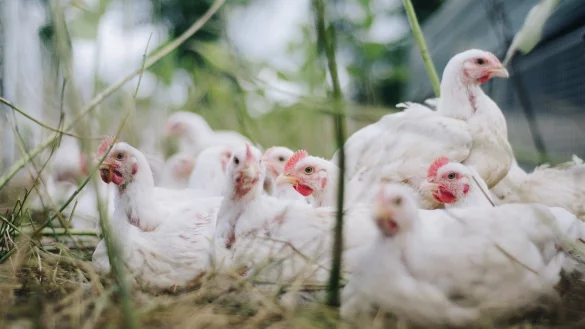 Im Kreis G&uuml;tersloh wurde ein Fall von Gefl&uuml;gelpest best&auml;tigt. - &copy; Pixabay (Symbolfoto)