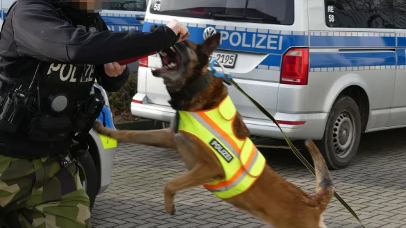 Polizeihunde sind darauf trainiert, fl&uuml;chtende Tatverd&auml;chtige &ndash; wenn n&ouml;tig &ndash; auch mit einem Biss zu stoppen. - &copy; Symbolfoto: Polizei