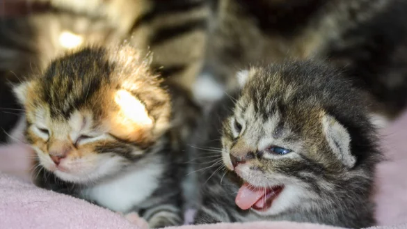Viele Katzenbabys werden derzeit abgegeben. Das Tierheim braucht Unterst&uuml;tzung bei der Aufzucht. - &copy; Tierheim Paderborn