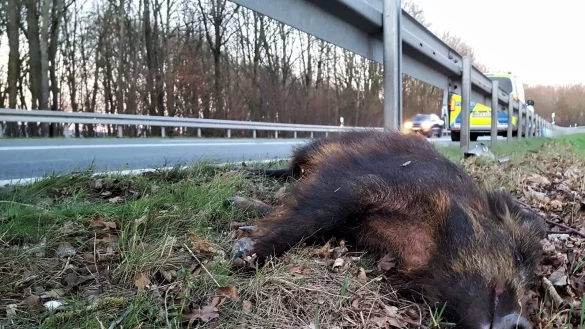 Wie auf diesem Symbolfoto starben auch auf der Autobahn 2 bei Bielefeld vier Wildschweine. - &copy; Symbolfoto: David Schellenberg
