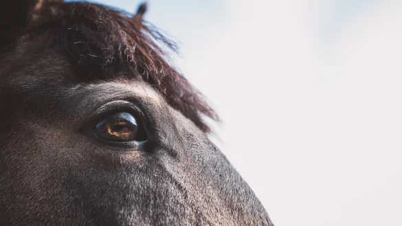Neue Tiere f&uuml;r den Tierpark Olderdissen. - &copy; Alexandra Buck