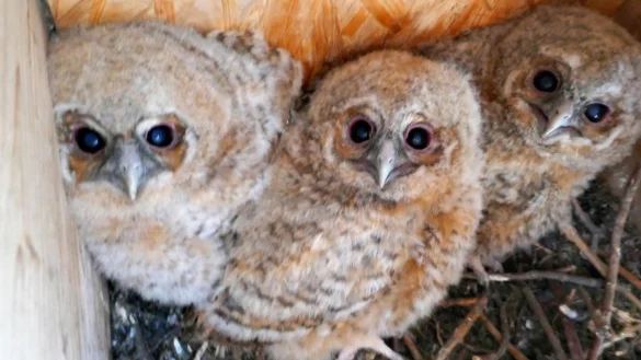 Niedliche Kirchenbewohner haben sich im Turm der Alexanderkirche eingenistet. Als den Natursch&uuml;tzern dieses seltene Foto gelang, war die Mutter der kleinen Waldk&auml;uze gerade auf Futtersuche. Mittlerweile sind alle ausgeflogen. - &copy; NABU