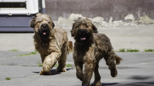 Die vier Briards leben seit über zweieinhalb Jahren im Paderborner Tierheim. - © Gabi Votsmeier