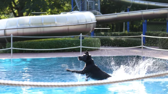 Auch dieser Vierbeiner hat sichtlich Spa&szlig; im Becken des Bega Bads. - &copy; Stadtwerke Bad Salzuflen