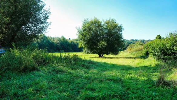 Grüne Idylle: Das Areal zwischen Sichterwiese, Wlihelm-Busch- und Arndtstraße ist schon häufig nass. Anwohner befürchten: Das wird noch schlimmer - zumal in Zukunft alles bebaut werden könnte. - © Sven Koch