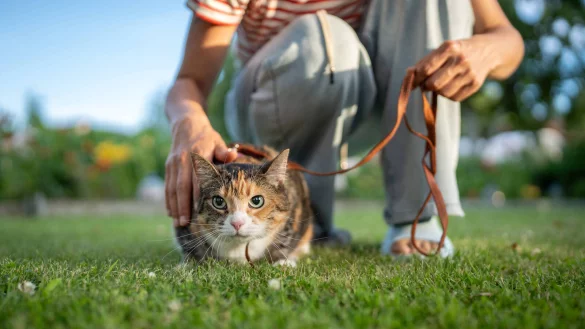 Katzen laufen am liebsten von Versteck zu Versteck und beobachten in aller Ruhe ihre Umgebung. Wenn sie etwas Interessantes ersp&auml;hen, k&ouml;nnen sie von jetzt auf gleich lossprinten. An der Leine geht das allerdings nicht. - &copy; IMAGO / Zoonar