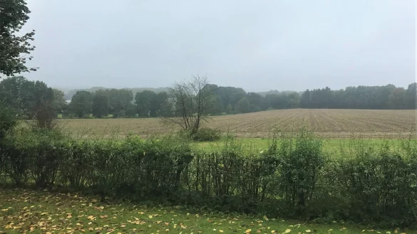 Zwiebeln bis zum Waldrand: Seit drei Monaten lebt unsere Autorin am Rande eines Zwiebelfelds. Olfaktorisch ist das eine ganz neue Erfahrung im Landleben. - &copy; Anneke Quasdorf