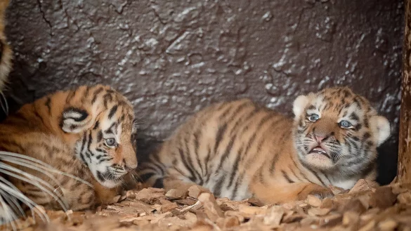 Zwei gesunde Amurtiger sind im Tierpark Str&ouml;hnen zur Welt gekommen. - &copy; Susanne Ismer/Tierpark Str&ouml;hen/dpa