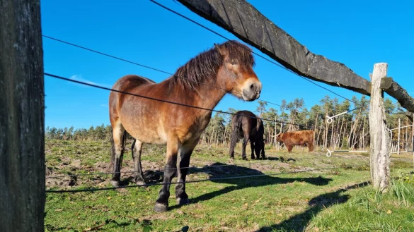 Pferde und Rinder sind manchmal auch hautnah in der Wistinghauser Senne zu erleben. - &copy; Carolin Brokmann-F&ouml;rster