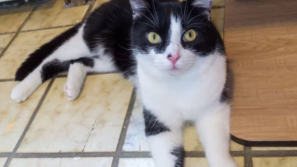 Kater "Kurt" ist sehr zutraulich und m&ouml;chte viel gestreichelt werden. Er wartet im Tierheim Eichenhof in Kalletal auf neue Besitzer. - &copy; Tierheim Eichenhof