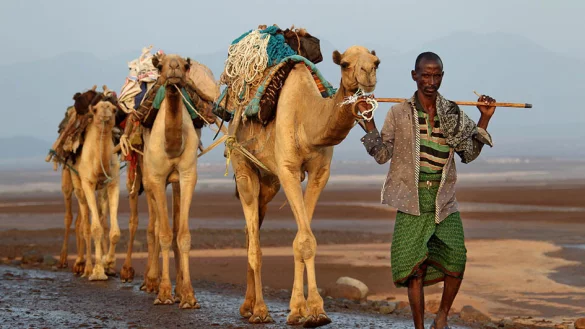 Drei Kamele laufen hintereinander in der W&uuml;ste und werden von einem Mann gef&uuml;hrt. - &copy; Roland Marske