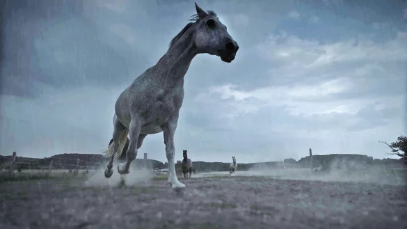 Bei Gewitter nehmen Pferde Rei&szlig;aus. F&uuml;r seinen Film hat Robin J&auml;hne auch ihr Verhalten gefilmt. - &copy; Robin J&auml;hne