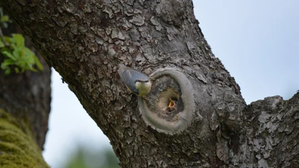 Kleiber an einer Nisthöhle im Apfelbaum. Eine Streuobstwiese ist mit ihren vielen Nistmöglichkeiten das ideale Umfeld für Vögel und Insekten. - © Willi Hennebrüder (BUND Lemgo)