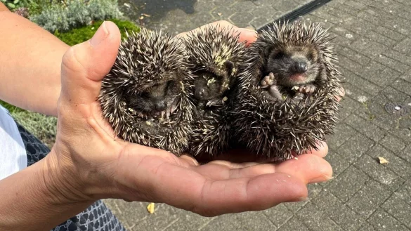 Die drei kleinen Igelbabys. Deutlich sind die gelblich-wei&szlig;en Fliegeneier zu erkennen. - &copy; Lisa Fink