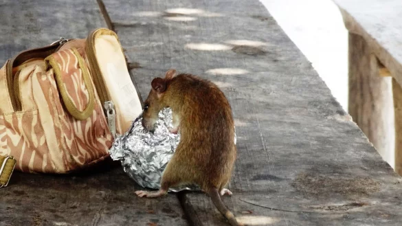 Ratten finden sich vor allem dort, wo sie leicht an Nahrung kommen und Unterschlupf finden. - &copy; pixabay.com