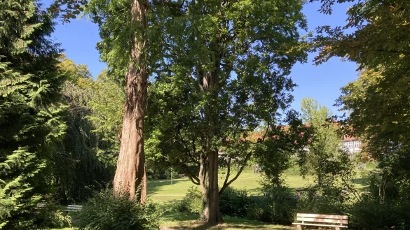 In ein stimmungsvolles Licht soll der historische Kurpark in den Abendstunden und am späten Nachmittag im Winter getaucht werden - neue Beleuchtungstechnik macht es möglich. - © Cordula Gröne