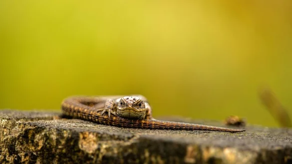 Mit der Aufnahme dieser Waldeidechse erreichte Heike Reineke im landesweiten Wettbewerb den ersten Platz. - &copy; Heike Reineke