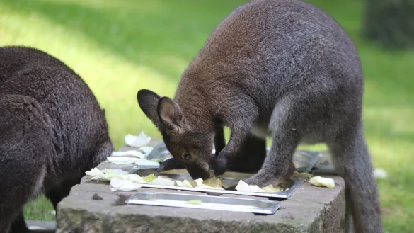 Das Benett-Känguru liebt Salat, eines der Tiere trägt Nachwuchs im schützenden Beutel. - © Susanne Blersch