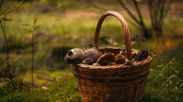 In Bielefeld gibt es reiche Pilzgründe. Ein Experte hat uns verraten, wo man sie findet. - © Sarka Jonasova/Pixabay