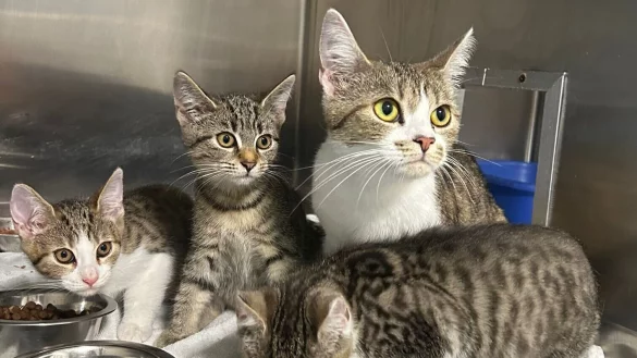 Mutterkatze Coconut und ihre Kitten Peach, Kiwi und Lime wurden in einer Transportbox neben einer M&uuml;lltonne entsorgt. Sie werden nun im Tierheim versorgt. - &copy; Tierschutz der Tat eV
