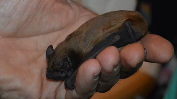 Flederm&auml;use sind nicht ganz einfach zu beobachten. In H&ouml;rste gibt es eine Fledermausnacht und professionelle Ausr&uuml;stung, um sie zu orten. - &copy; Fotorechte: Willi Hennebr&uuml;der
