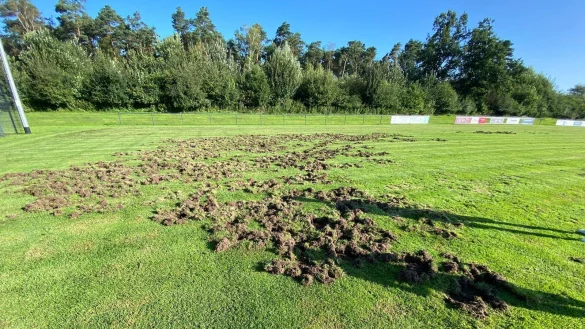 Durch die von den Wildschweinen umgegrabenen Fl&auml;che ist der Hiddeser Sportplatz f&uuml;r Fu&szlig;ballspiele derzeit nicht zu nutzen. - &copy; Bildrechte: VfL Hiddesen