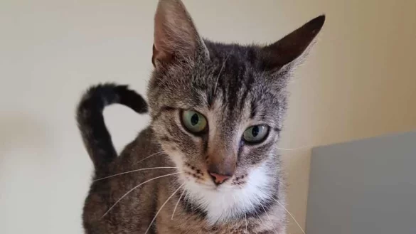 "Imke" ist eine der beiden Katzen, die vor einer Tierarztpraxis in der Lange Stra&szlig;e in Rahden ausgesetzt wurde. - &copy; Sara Meinsen