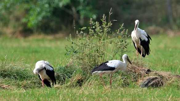Die drei Jungst&ouml;rche auf der Wiese vor dem Nest. - &copy; Eckhard Lietzow