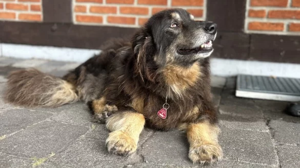 Struppi ist ein 13-jähriger Altdeutscher Hütehund und lebt gemeinsam mit seinem Bruder Teddy auf dem Domo Lebenshof. - © Karlotta Hensch