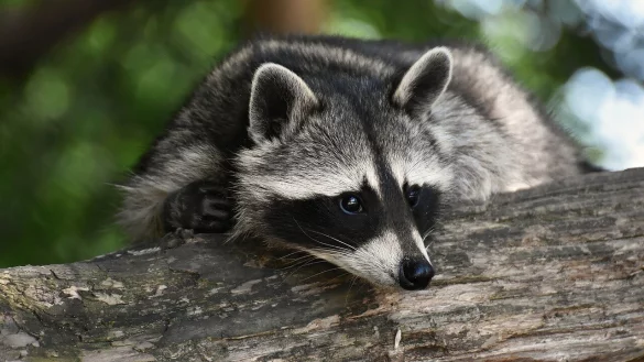 Der Waschb&auml;r breitet sich im Stadtwald und in Lippe weiter aus. - &copy; Pixabay