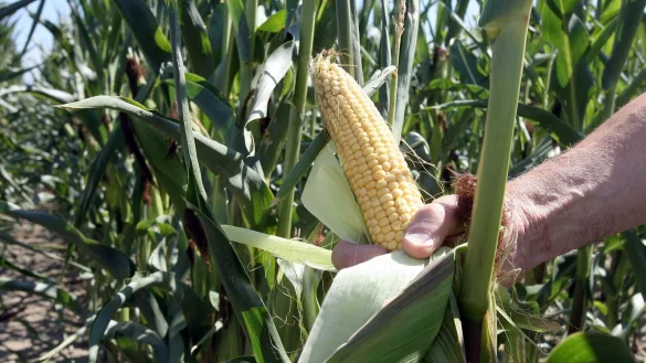 Die EU-Kommission will, dass gentechnisch ver&auml;nderte Pflanzen unter bestimmten Umst&auml;nden z&uuml;giger auf den EU-Markt gelangen d&uuml;rfen. Verbraucher sollen nicht mehr dar&uuml;ber informiert werden, dass das Produkt gentechnisch ver&auml;ndert ist. - &copy; Norbert F&ouml;rsterling