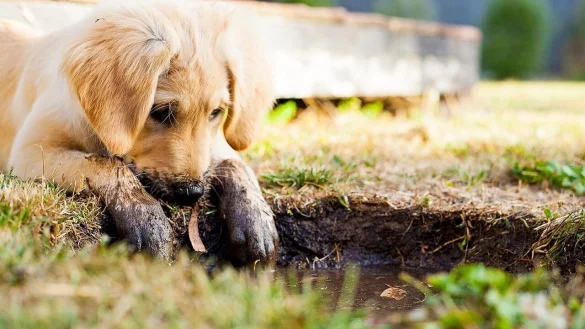 Wie fies: Die Kaufinteressenten bezahlten voller Vorfreunde, doch der versprochene niedliche Hund kam nicht. - &copy; Symbolfoto: pixabay / Creative Commons