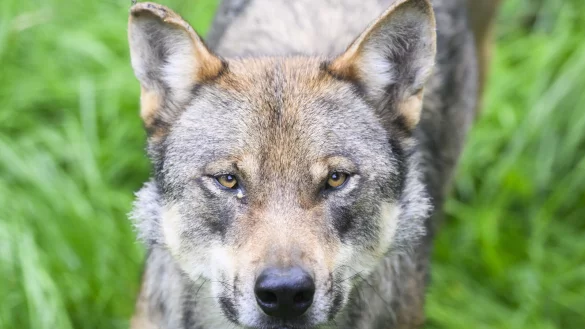 Bundesumweltministerin Steffi Lemke will den Abschuss von wild lebenden W&ouml;lfen erleichtern. - &copy; Julian Stratenschulte