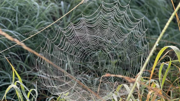 Im Altweibersommer sind die Netze der Spinnen fr&uuml;hmorgens beim Spaziergang &uuml;berall zu finden. Sie zu fotografieren, ist f&uuml;r Spinnenphobiker eine Herausforderung. - &copy; Silke Buhrmester