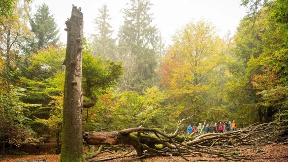 In NRW ist jetzt das offizielle Verfahren f&uuml;r einen zweiten Nationalpark gestartet. - &copy; Nationalpark Eifel
